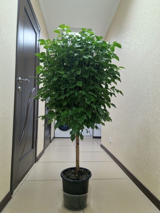 Продам комнатные растения