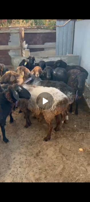 Кырдан келген буаз семиз койлар