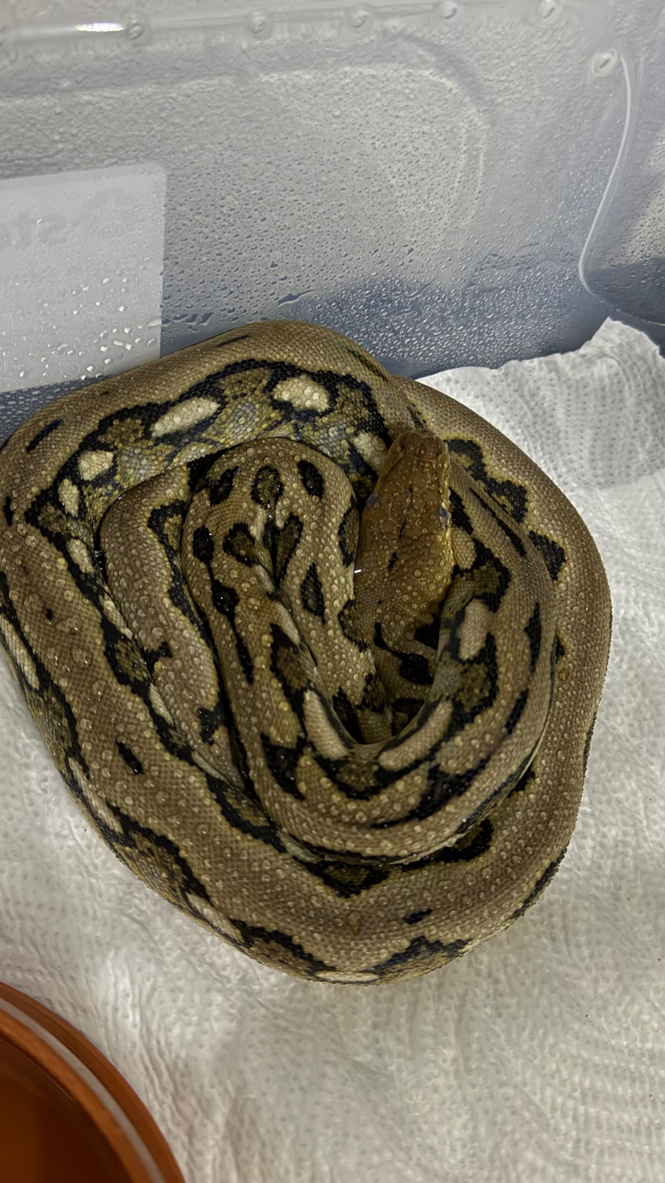 Vand piton reticulat