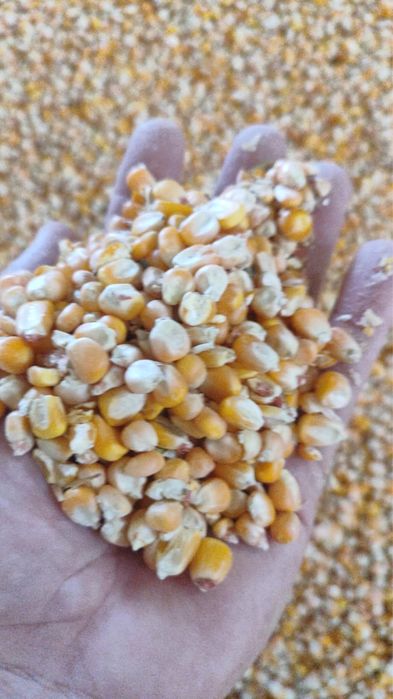 Кукуруза сухая 11-13% влажность.