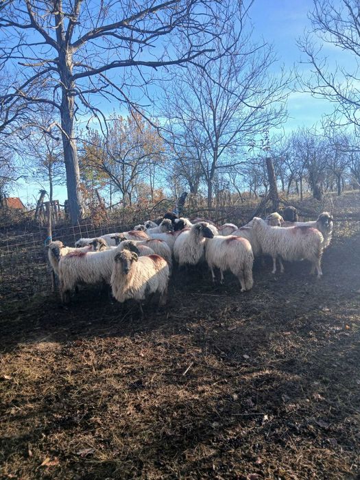 Oi de vânzare detalii la telefon