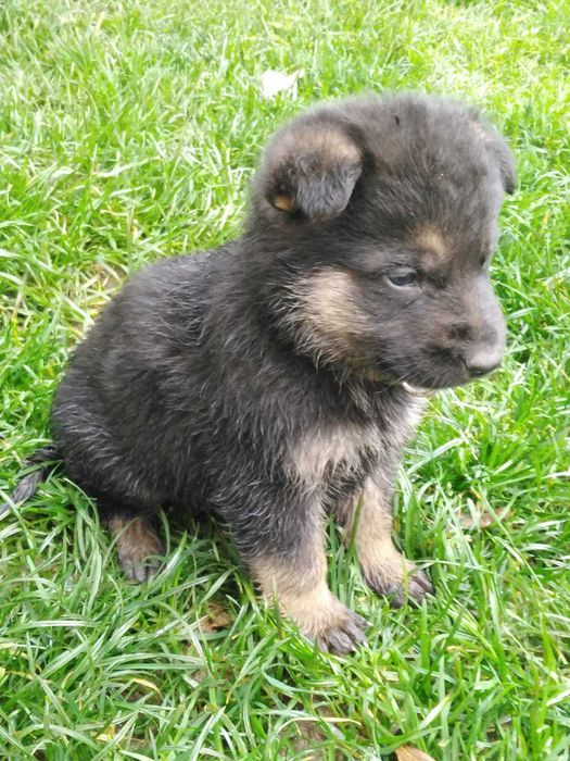 Немски овчарки на 2 месеца