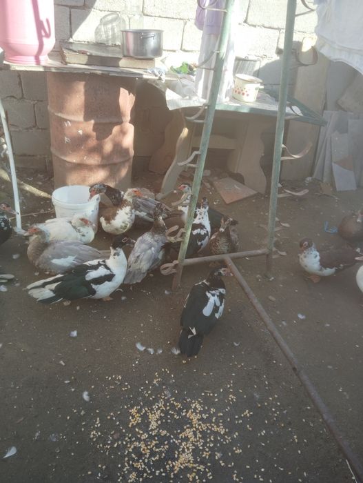 Rate mute ciocolatii și albastre albe