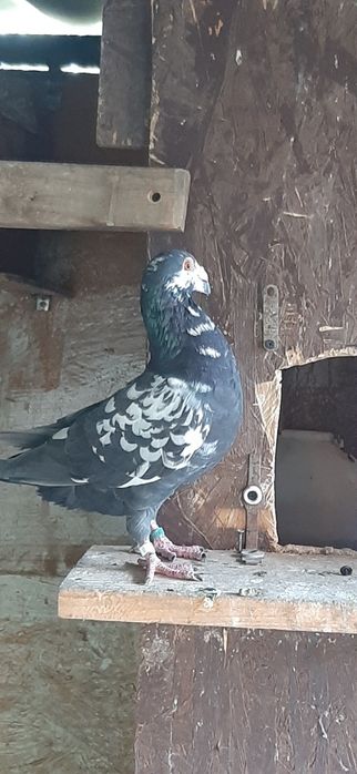 Porumbei duduros stil vechi