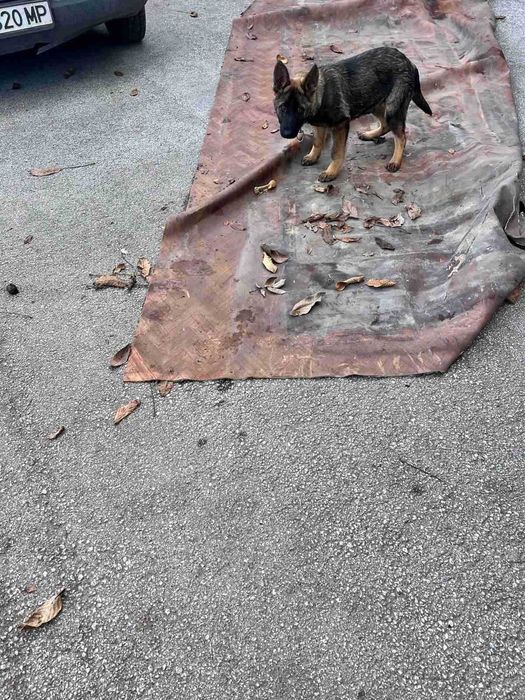 Немска Овчарка Женска | 6 месеца | 650 лв