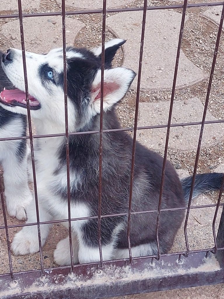 Мъжко хъски 4 месеца