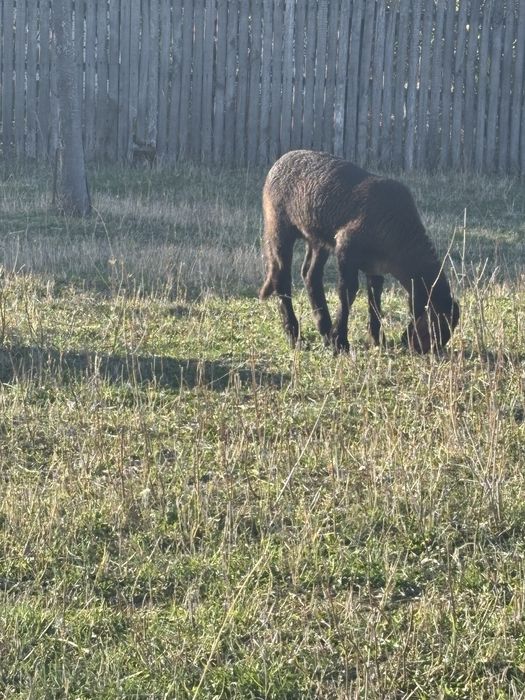 Vând oaie casabasa cu berbecut