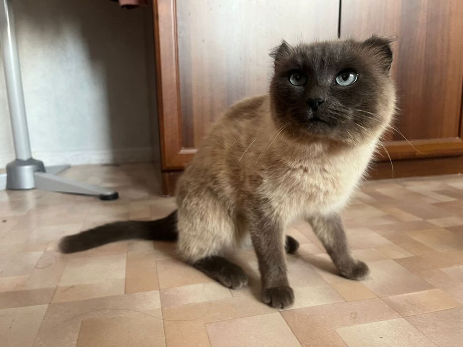 Отдам в добрые руки кошку мышеловку