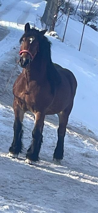 Vand manza de 7 luni !