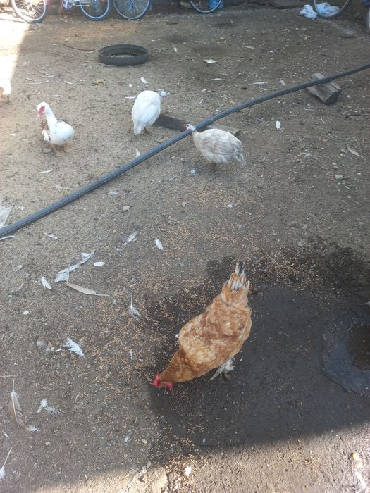 Vînd SAU Schimb Bibilici Albe ȘI 1 RĂȚOI Leșesc