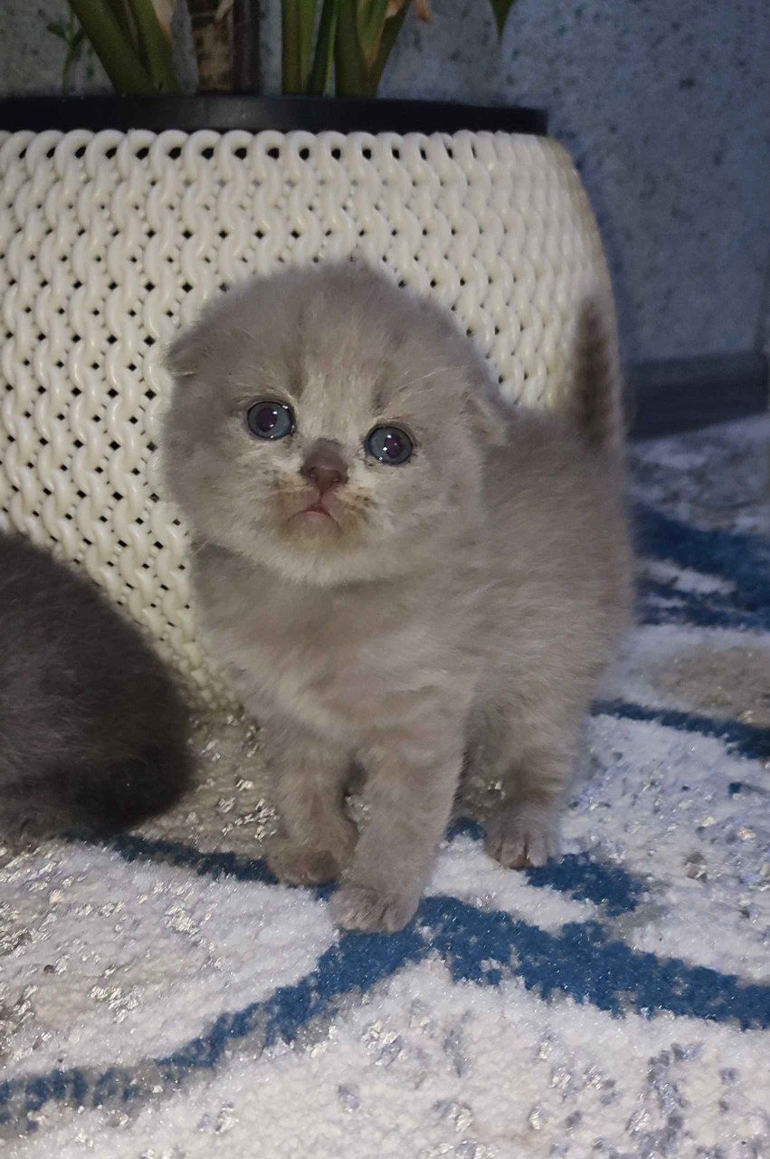 Молодой кот приглашает кошек на вязку