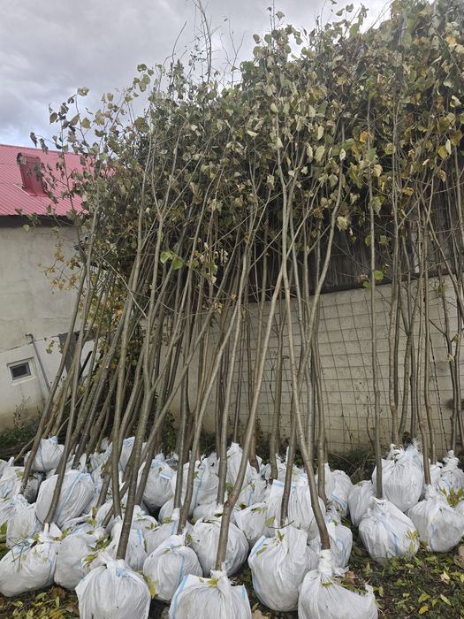 Mesteacăn tei Platan