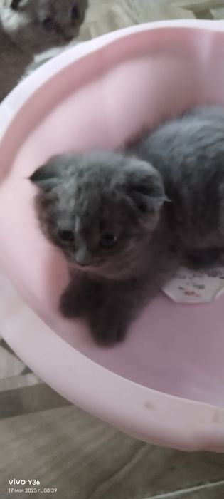 Очаровательные Котята Скоттиш фолдики