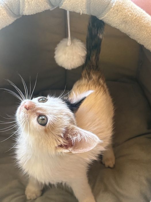Котенок только в добрые руки.