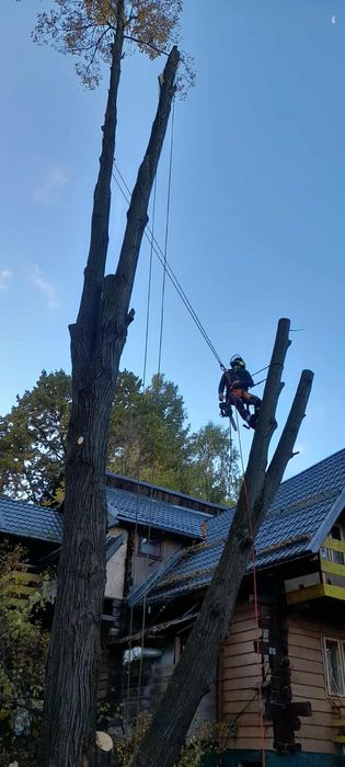 Taiat/toaletari copaci/arbori.alpinism, arborist utilitar.