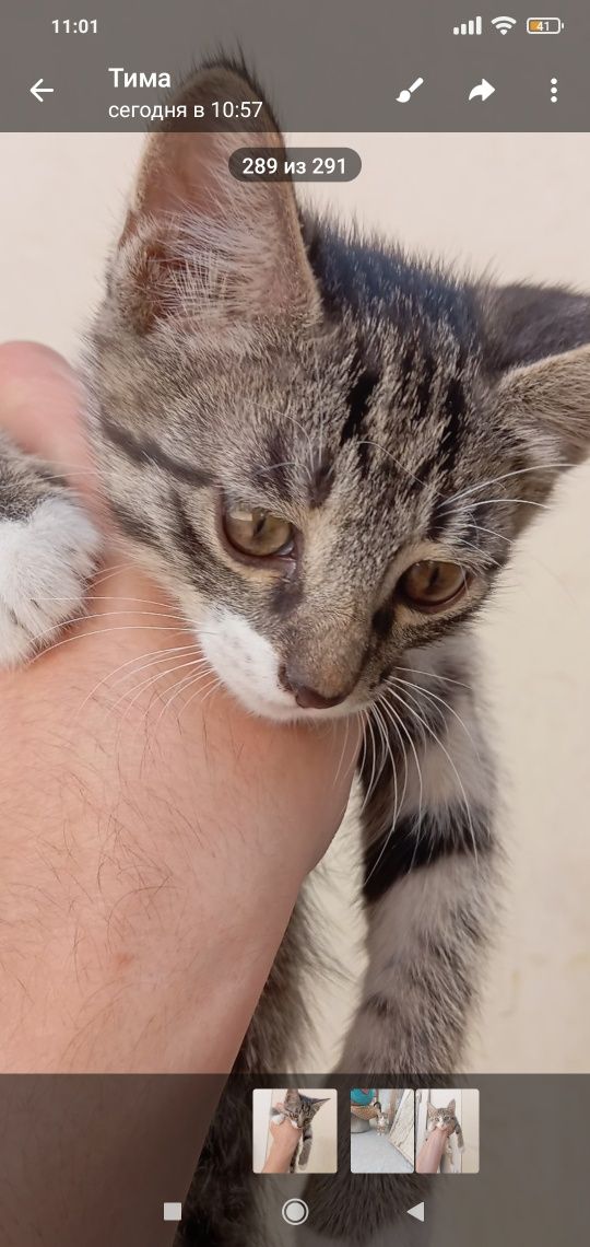Пристраиваются котята. Родились 20 апреля