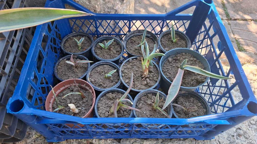 Продавам агаве столетник