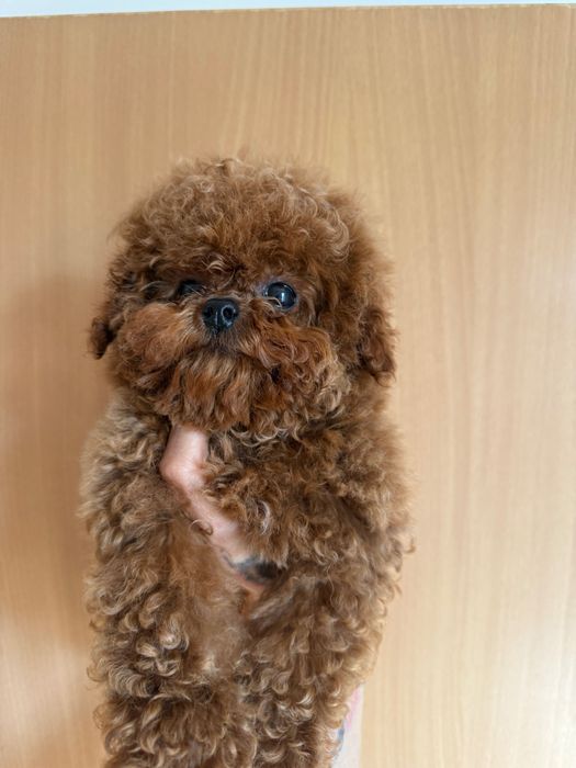 Femela pudel mini teacup roșu