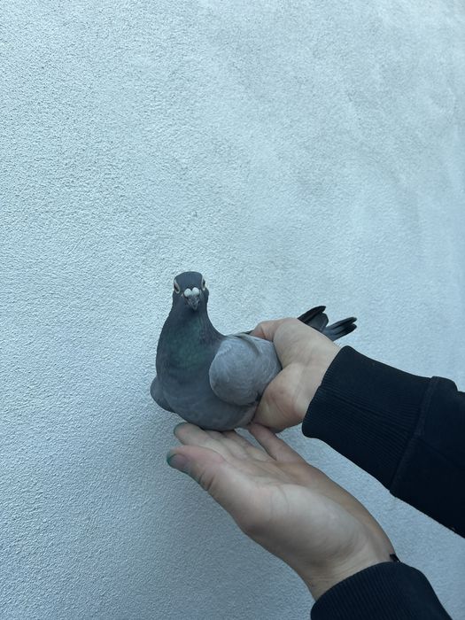 Femelă 2020 Gaby Vandenabeele !