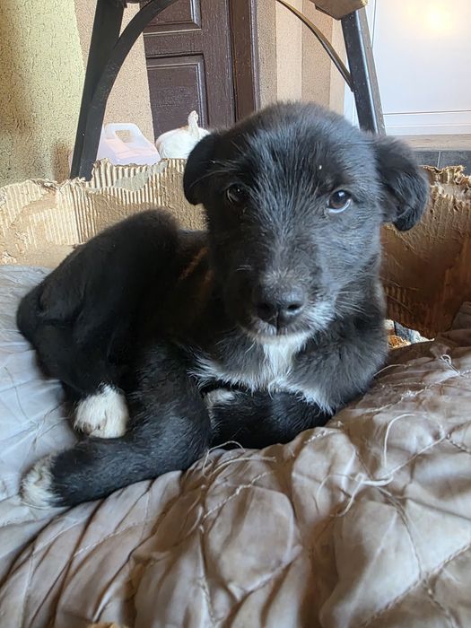 Ofer spre adoptie 2 cateluse