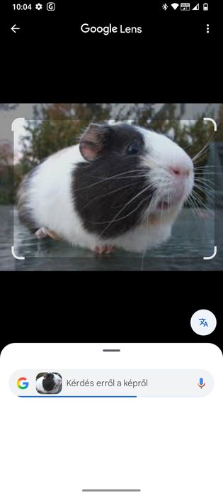 hamsterrrrrrrrrrr