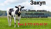 Быки, коровы, тёлки