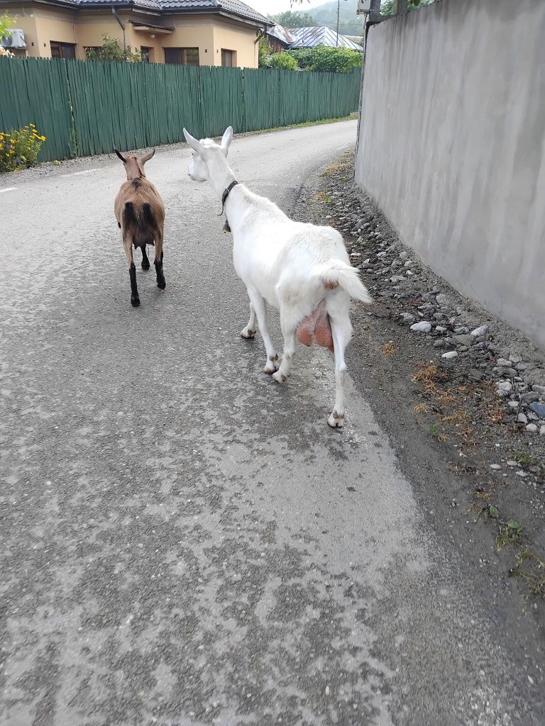 Capra alpina franceza și capra sannen gestanta