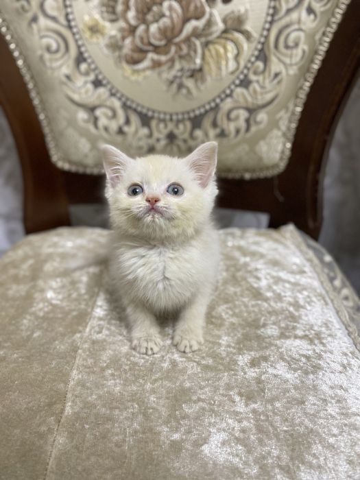 mushuk bolasi turetskiy angora