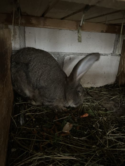 Iepuri uriaș german, 4 luni