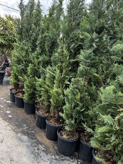 Chiparos Leylandii pentru gard viu.