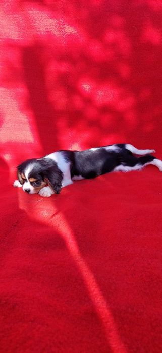 Кавалер кинг чарлз шпаньол.