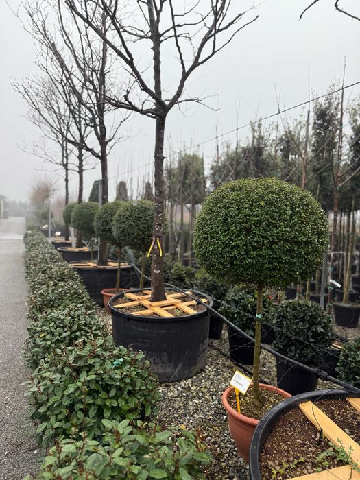 Buxus Globular pe tija , Magnolia copac, Buxus Conic