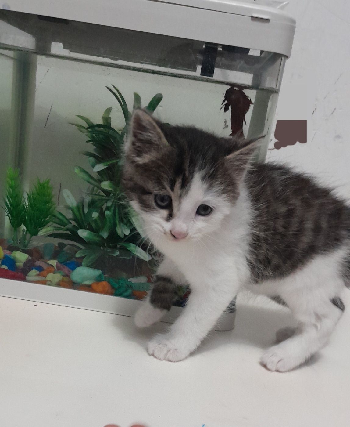 Котёнок девочка 2 месяца