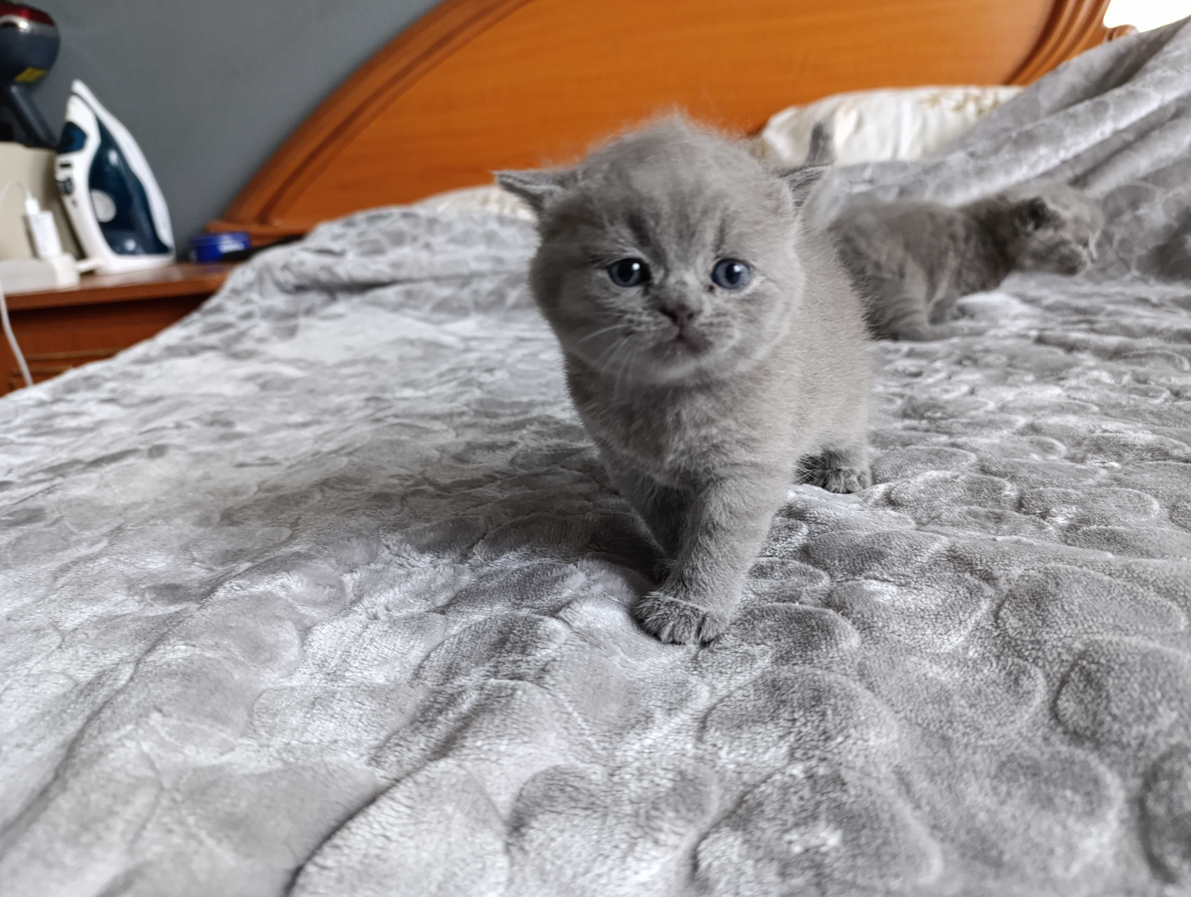 British shorthair