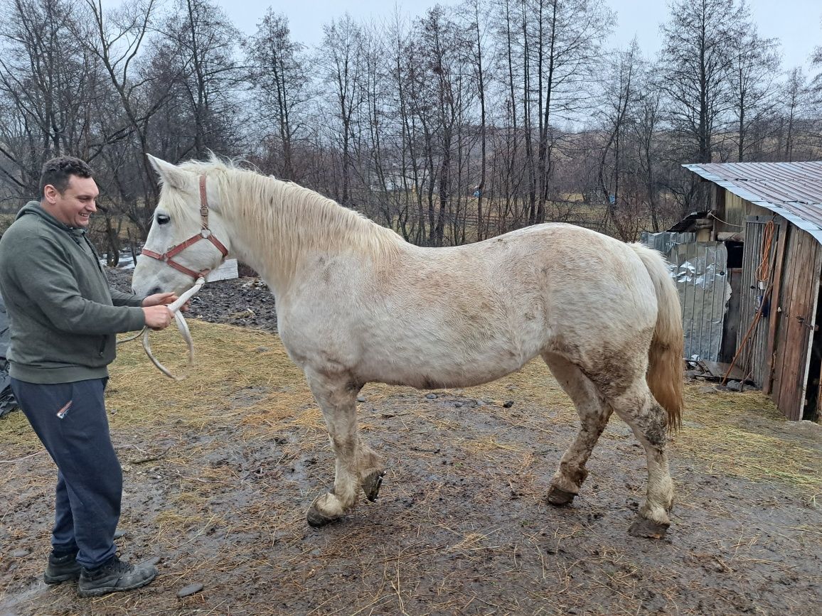 Iapă  și mânză de vânzare