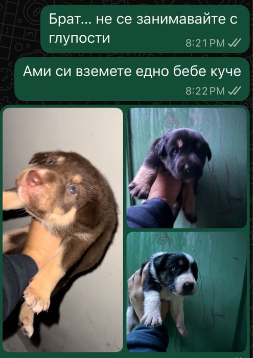Бебе кучета. Средно големи, не много космати.