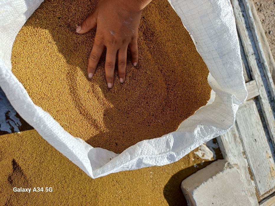 Beda urug'i bor o'zimizni mesni