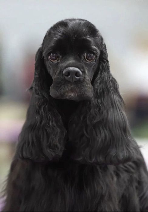 Щенки Американского кокер спаниеля.