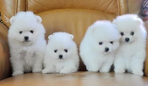 Шпицы пушистики в продаже