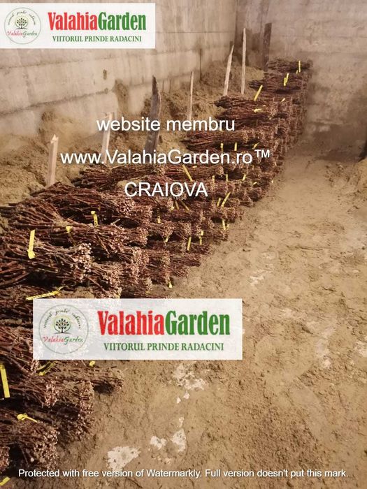 Butasi vita de vie anul 2 soiuri de vin si de masa