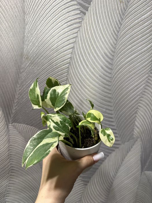 Продам эпипремнумы