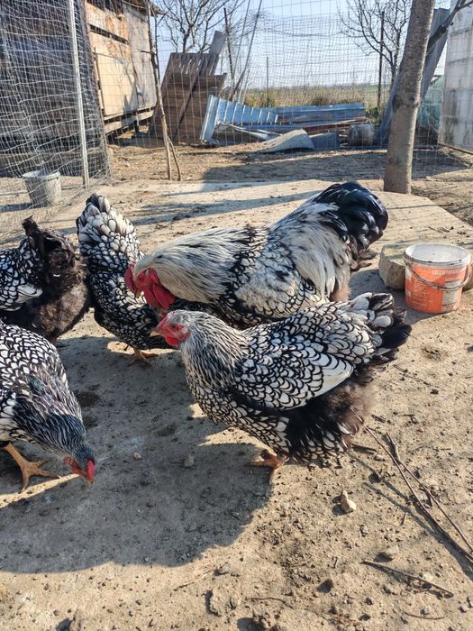 Ouă pt incubat wyandotte argintiu