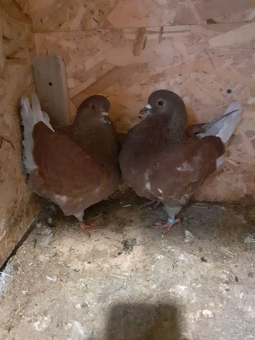 Vand porumbei, de rasa