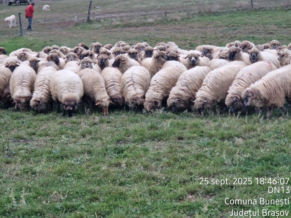 Vând oi tinere de reproducție