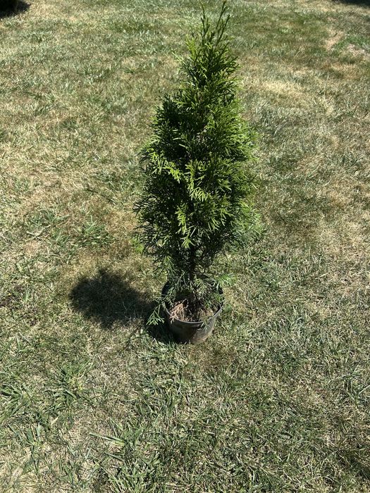 Tuia Smaragd la ghiveci de la Producator jud. Cluj