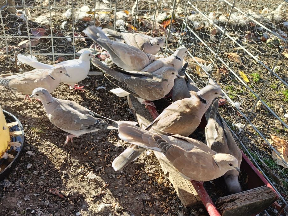 Vând turturele răzătoare