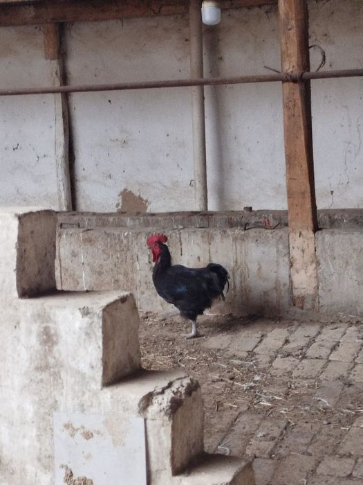 Xoʻroz sotiladi manzil