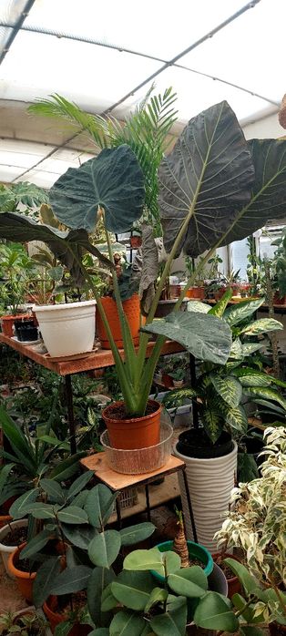 Алаказия регал шилдс крупномер