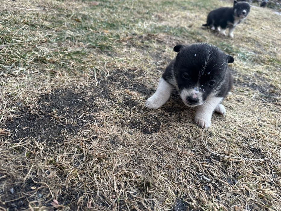 Щенята от мален собачки...1.5 мес