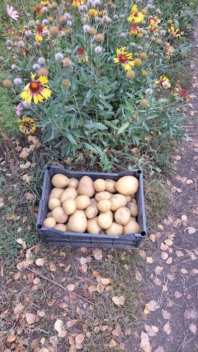 Продам домашний картофель